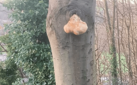 Lion’s mane mushroom growing on a tree